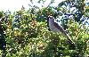 ... ou encore un Pipit spioncelle, ici un adulte nuptial ...