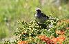 ... le Pipit spioncelle juv�nile se tient, lui, au sommet d'un buisson ...