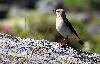 Le Traquet motteux, ici une femelle, aime ces pelouses alpines, parsem�es de rochers ...