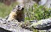 ... � l'instar des marmottes ...