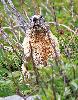 R�guli�rement, une marmotte fait office de guetteur ...