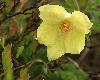 ... et l'an�mone fausse-renoncule sont en fleurs ...