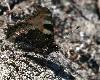 ... si diff�rente les ailes referm�es !