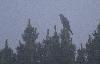 ... on entend longuement le chant du Coucou gris ... mais on a de la peine � l'apercevoir ... encore plus avec le brouillard ...
