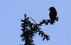 ... le Bec-crois� des sapins joue aux ombres chinoises ...