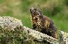 ... la marmotte en ressort, le pelage d�tremp� !
