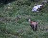 ... et un chamois broute paisiblement dans une combe.
