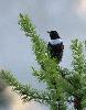 Le jour se l�ve : le Merle � plastron m�le est d�j� perch� ...