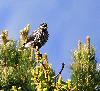 ... le Cassenoix mouchet� fait entendre son cri caract�ristique.