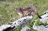 Pose ... particuli�re pour cette marmotte qui ressemble ainsi � un f�lin ...