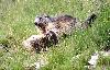 Deux marmottes s'attaquent violemment ...