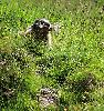 Pendant ce temps, une autre marmotte a d�cid� de rendre son terrier ...