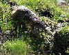 ... plus confortable gr�ce � des herbes suppl�mentaires ...