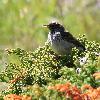 Le Pipit spioncelle juv�nile appelle ses parents ...