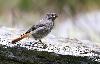 ... tandis que le Rougequeue noir juv�nile se d�brouille d�j� tout seul ...