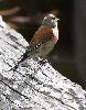 ... la Linotte m�lodieuse ...
