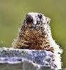 ... et la marmotte : tous acteurs incontournables de Riederalp en juin.
