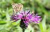 Sabl� du Sainfouin (Polyommatus Damon)_Foppa_ao�t 2011