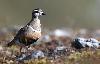 En migration d'automne, le Pluvier guignard, qui niche dans la toundra, recherche les m�mes terrains caillouteux et secs, recouverts par endroits d'une v�g�tation rare.