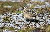 On les reconna�t � leur plumage dorsal sombre � liser�s cr�me.