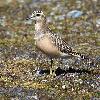 ... juv�nile ...