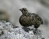 Il n'en va h�las pas de m�me pour le Lagop�de alpin qui doit son nom � ses pattes emplum�es (pied de li�vre) ...