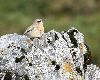 ... oiseau migrateur comme le Pluvier guignard.
