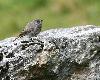 Autre esp�ce fr�quente dans les �boulis : le Rougequeue noir.