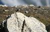 Egalement habitu� � ses altitudes, le Pipit spioncelle ...