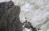 ... ou la Niverolle alpine (ici une adulte reconnaissable � sa barre alaire blanche).