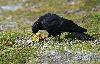Mais le plus fr�quent reste, sans conteste, le Chocard � bec jaune, qui se r�gale des d�tritus laiss�s par les humains.