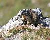 ... la marmotte ...
