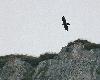 ... guettant la silhouette de son ennemi mortel : l'Aigle royal !