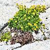A plus de 2'700m, on trouve encore des fleurs, ici une plante grasse. S'agit-il d'un saxifrage, le bien-nomm�, puisqu'il casse les pierres ?