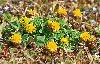 ... d�cid�ment le jaune domine ...
