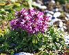 La p�diculaire verticill�e arbore une magnifique teinte fuchsia ...