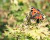 ... attire, m�me � cette altitude, un papillon, ici une Petite tortue.