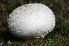C'est une bonne ann�e pour les Vesses-de-loup ou Lycoperdon.