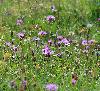 ... c'est le r�gne des prairies maigres ...