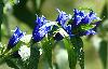 ... l�, une gentiane ascl�piade ...