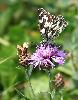 Tant de fleurs diverses attirent les papillons : Demi-deuil ...
