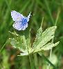 ... Azur� commun ...