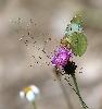 ... Fluor�  femelle (Colias alfacariensis) ...