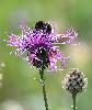 Les fleurs attirent aussi d'autres insectes, ici un bourdon sur une centaur�e scabieuse ...