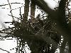 ... ou le Hibou moyen-duc ...