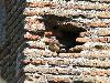 ... le Faucon cr�cerellette profite, quant � lui, des trous dans les b�timents.