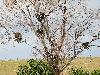 Les Cigognes blanches nichent souvent � plusieurs ... une forme d'habitat group� ... sur un arbre ...