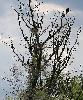 Autre exemple d'habitat group� : les Grands cormorans sur un arbre ...