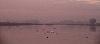 Les Flamants roses se r�veillent