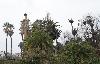 Sous un ciel couvert, premi�re colonie de Cigognes blanches ...
